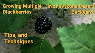 Thriving in the Desert Mastering Multiple Blackberry Varieties in Your Arizona Backyard [upl. by Aicilyt]