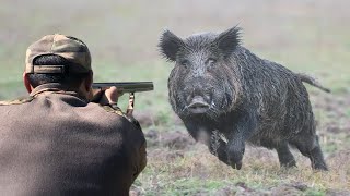 Top 10 tir du sanglier au maroc 2023 Top 10 wild boar hunts Partie 02 [upl. by Ahsenod]