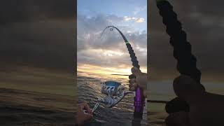 Cape cod canal madness stripedbassfishing fish fishingtechniques fishingtips capecod [upl. by Aierbma692]