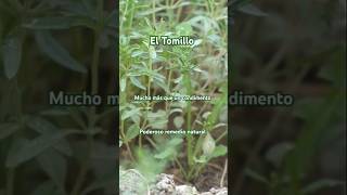 El Tomillo es un poderoso remedio natural 🌿 Tomillo plantas naturaleza short tomillo romero [upl. by Anirahs]