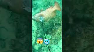 Best Spear😱😱😱 fishingworldtv viralreels fbreelsvideo viralvideoシ figther fishing fishfishing [upl. by Kcirdet]