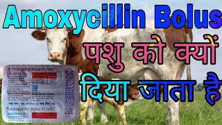 Amoxycillin vetBolus Uses in Hindi  जानिए यह एंटीबायोटिक दवा पशु में क्या काम आती है [upl. by Catima70]