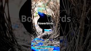 Fascinating bowerbird 🐦 shorts ytshorts [upl. by Angela]