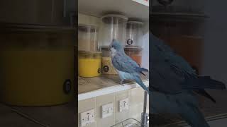 Quaker Parrot is talking and singing with me shorts [upl. by Fevre916]