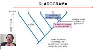 Sistemática Filogenética  Cladogramas [upl. by Anyt]