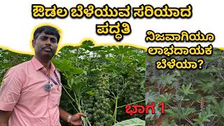 ಅಡಿಕೆ ತೆಂಗು ಹಲಸು ಮಾವಿನಲ್ಲಿ ಅಂತರ ಬೆಳೆಯಾಗಿ ಔಡಲ  Castor Farming Details mrerehulaa [upl. by Thera249]