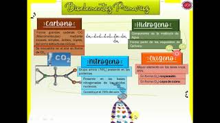 Bioelementos primarios [upl. by Dnilasor]