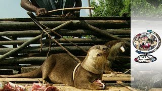 Traditional Otter Fishing in Bangladesh [upl. by Doane945]