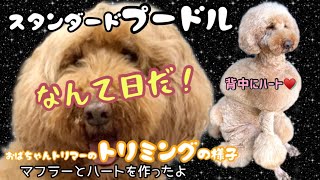 ハートの割れ目のコツも🤫ｼｰｯ 家に帰ってまでカットされる可哀想なスタンダードプードル🐩 [upl. by Nagle782]