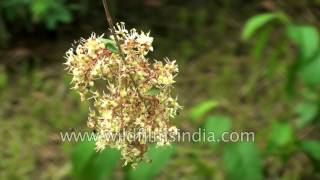 Lowsonia inermis mehendi or Henna shrub [upl. by Einahpet246]