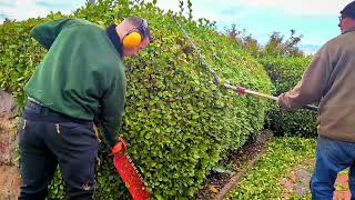 Griselinia Hedge Trimming [upl. by Buyers190]