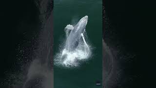 Drone captures magical footage of whale calf beaching Shorts [upl. by Lillywhite]