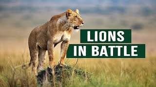 The Apex Predators Fighting To Feed Their 21 Lion Family  Pride In Battle  Full Documentary [upl. by Gleda]