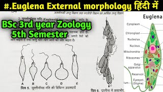 Euglenoid movement in Euglena  Locomotion in Euglena  Flagella movement in Euglena  BSc [upl. by Dera]