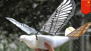 China to use spy birds to boost surveillance  TomoNews [upl. by Eromle854]