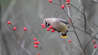 Cedar Waxwings HD Canon 7D [upl. by Pamela]