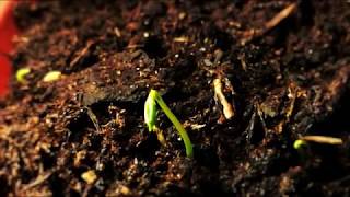 Plant grow timelapse  Sowing Calendar [upl. by Jacobs]