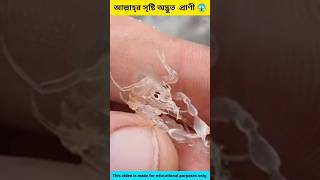 আল্লাহ্‌র সৃষ্টি অদ্ভুত প্রাণী 😱 Allah Creates Strange Animal shorts allah viral trending [upl. by Novets223]