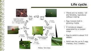 New biocontrol agents Generalist predators for Canadian greenhouse production [upl. by Berkow]