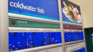 NEW COLD WATER FISH AT PETS AT HOME 🐟 [upl. by Itnahs]