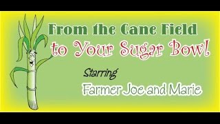 From the Louisiana cane field to your sugar bowl [upl. by Lanevuj]