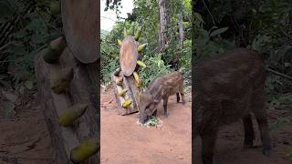 Giant Wild Boar Trap  The Power Pig Trap Make from Big Sharp wood animals wildlife shorts [upl. by Audres]