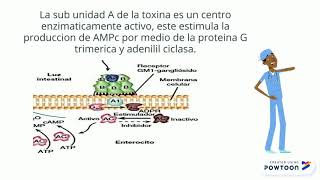 Mecanismo de patogenicidad de vibrio cholerae [upl. by Willie830]