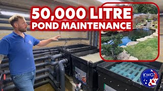 Koi Pond Maintenance EXPERT Shares Top Tips [upl. by Eiliak688]