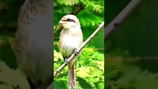 The Redtailed Shrikes Unique Hunting Habit Spitting Out Insect Pearls [upl. by Mcclenaghan]