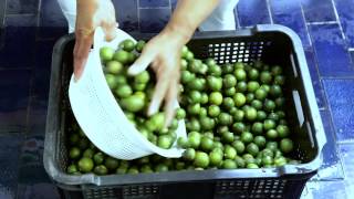 Calamansi Concentrate Processing [upl. by Reeher]