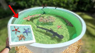 Adding Saltwater Invertebrates To My Backyard Pond [upl. by Arratahs]