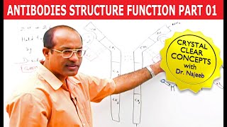 Antibodies  Immunoglobulins Structure amp Function  Part 1 [upl. by Green]