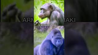 Gorilla vs chimpanzee [upl. by Ned786]