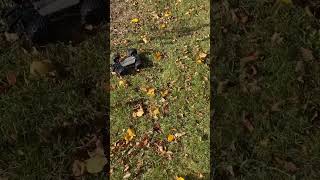 RC Car offroading automobile rccar funnymemes viralvideo viralshort shorts fypシ゚viral [upl. by Nelsen]