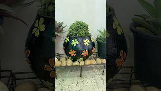 Easy Jade topiary  pareena choudhary  jade topiary shorts gardentips jadeplant jadetopiary [upl. by Hilde]