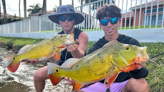 Sight Fishing HUGE Peacock Bass Miami Florida [upl. by Hanonew]