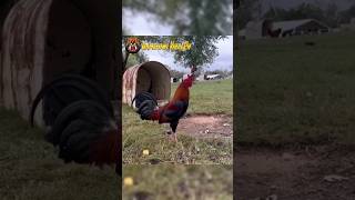 Garry Gilliam Roundhead gamefowlviralph rooster gamefowlbreeder gamefowlbreed [upl. by Batish792]