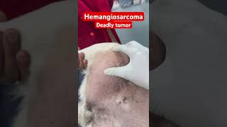 Deadly tumor in dog Hemangiosarcoma in Labrador Dog [upl. by Atinas]