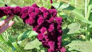 Amaranth the Superfood Plant How to Harvest Seed [upl. by Georgette]