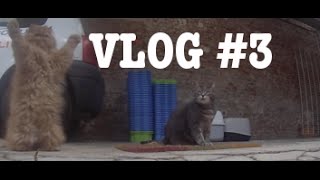 VLOG 3  DIDOU CARAMEL amp CO Cat vlog [upl. by Ailec417]