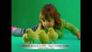 Arabic Song These Little Chicks Teach Kids Colloquial Arabic اللغة العربية [upl. by Acinelav421]