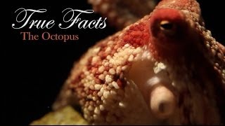 True Facts About The Octopus [upl. by Atoiyanap547]