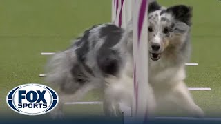 Best of 2023 Masters Agility Championships from Westminster Kennel Club  FOX Sports [upl. by Ecirb]