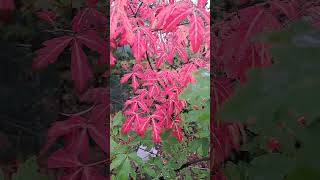 Acer griseum  Autumn  Airlayered branches turned red earlier than the rest of the tree [upl. by Anitneuq]