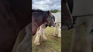 Ballinasloe Horse Fair 2024 [upl. by Eillah]