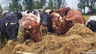 My regenerative farming journey shorthorn connemarapony Galloway [upl. by Ayanaj]