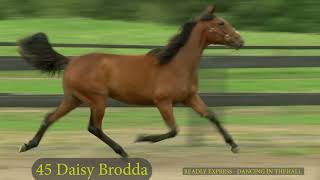 45 Daisy Brodda [upl. by Giorgia]