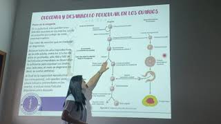 Clase 26 Fisiología femenina antes del embarazo y hormonas femeninas [upl. by Orofselet]