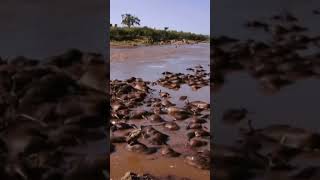 The Great Wild Migration Masai Mara Hindi Urdu Documentary P3  hindi urdu wildlife migration [upl. by Streetman5]