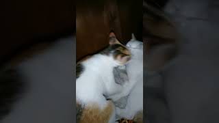 Video kucing dulu hadir kembali meriah dengan jedag jedugbaru dimas sebutsajadimas cat [upl. by Akirdnas162]